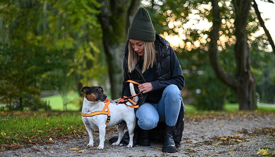 Kerbl Pet Ratgeber: Sicherheit im Dunkeln