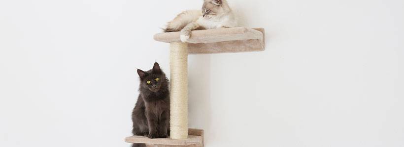 Kerbl Pet - Katze