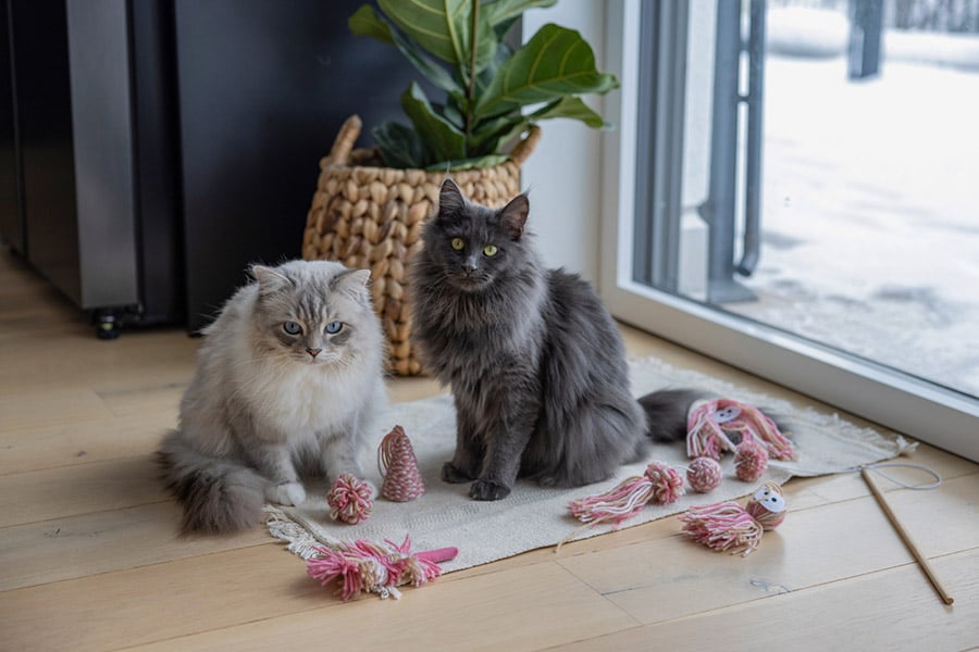 Zwei Katzen mit Spielzeug von Kerbl Pet