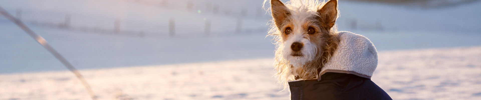 Kerbl Pet - Hund mit Winterpullover