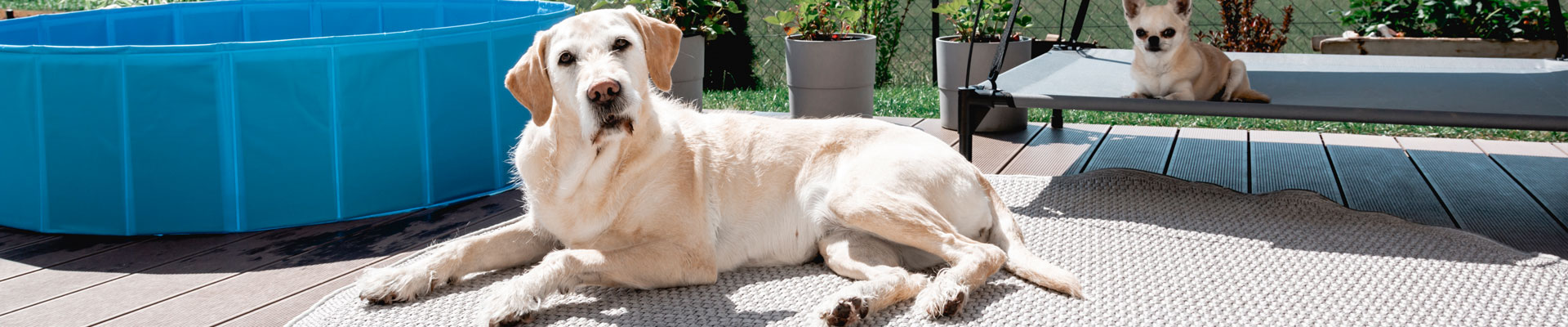 Kerbl Pet - Hund liegt im Garten