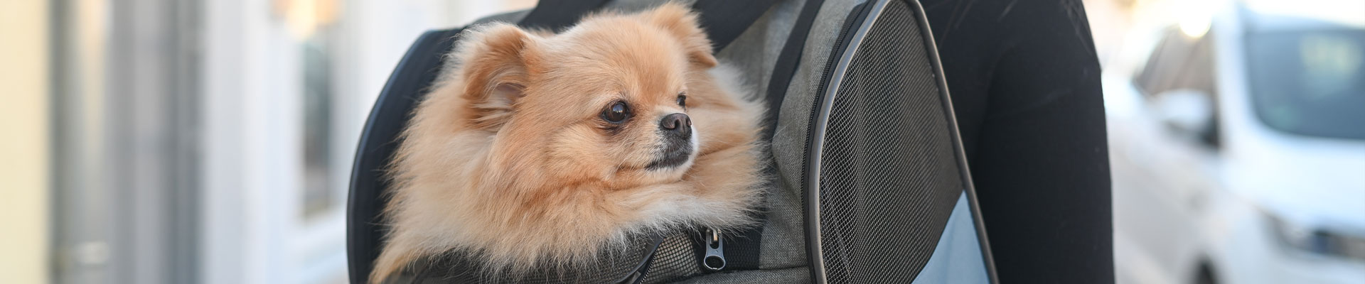 Kerbl Pet - Transport Möglichkeiten Hund