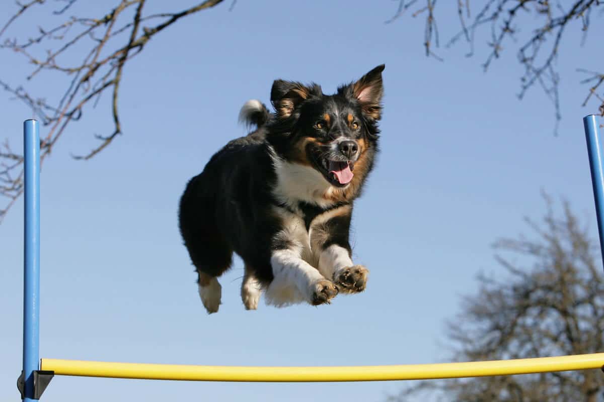 Ratgeber Hund - Spaziergang