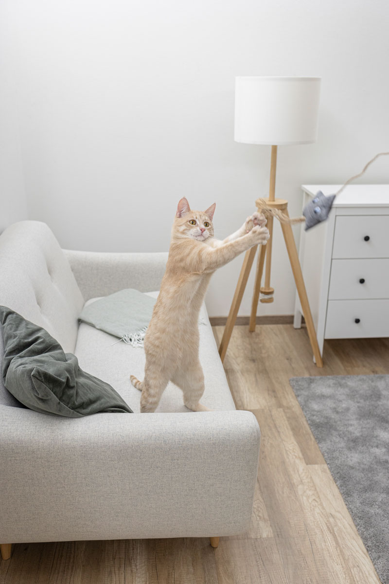 Katze mit Maus Spielzeug