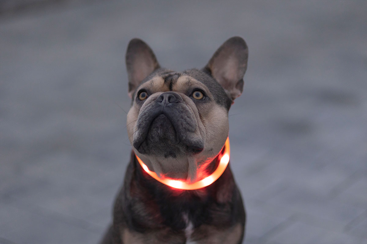 Ratgeber Hund - Halsband LED