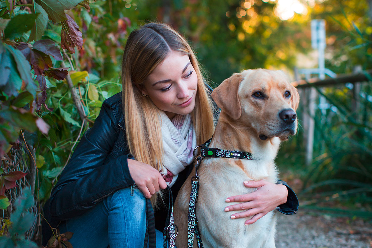 Ratgeber Hund Halsband leuchtend