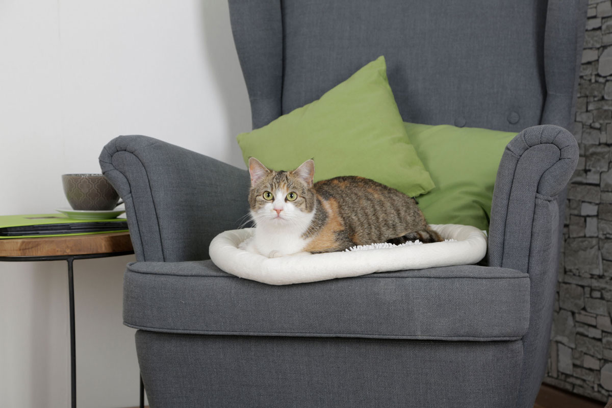 Ratgeber Katze Kissen Sessel
