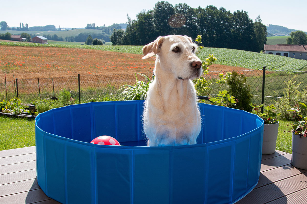 Ratgeber: Hund im Pool