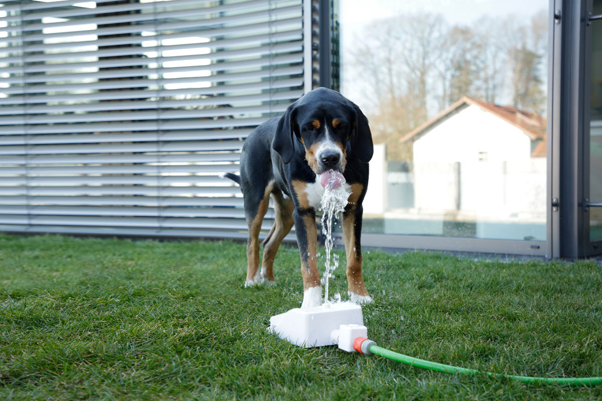 Ratgeber: Hund am Trinkbrunnen