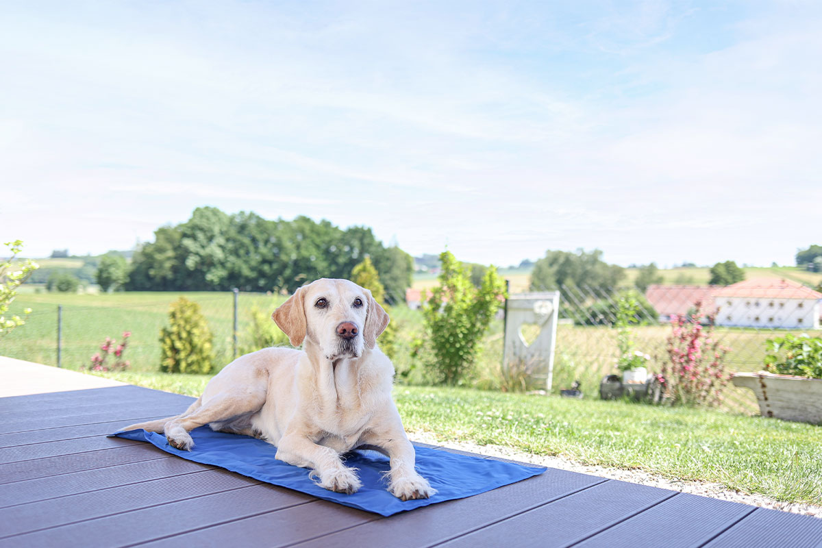 Ratgeber: Hund auf Kühldecke