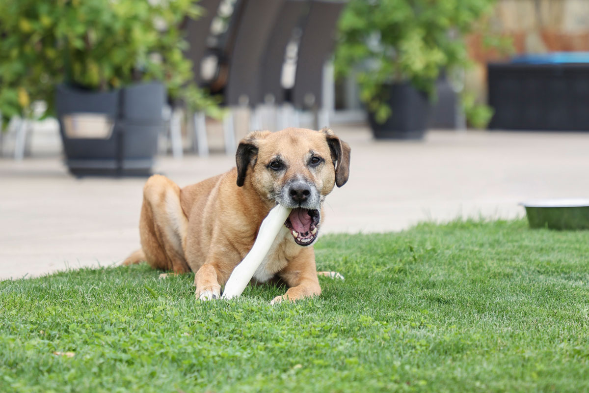 Ratgeber: Abenteuer im Garten mit Hundeknochen