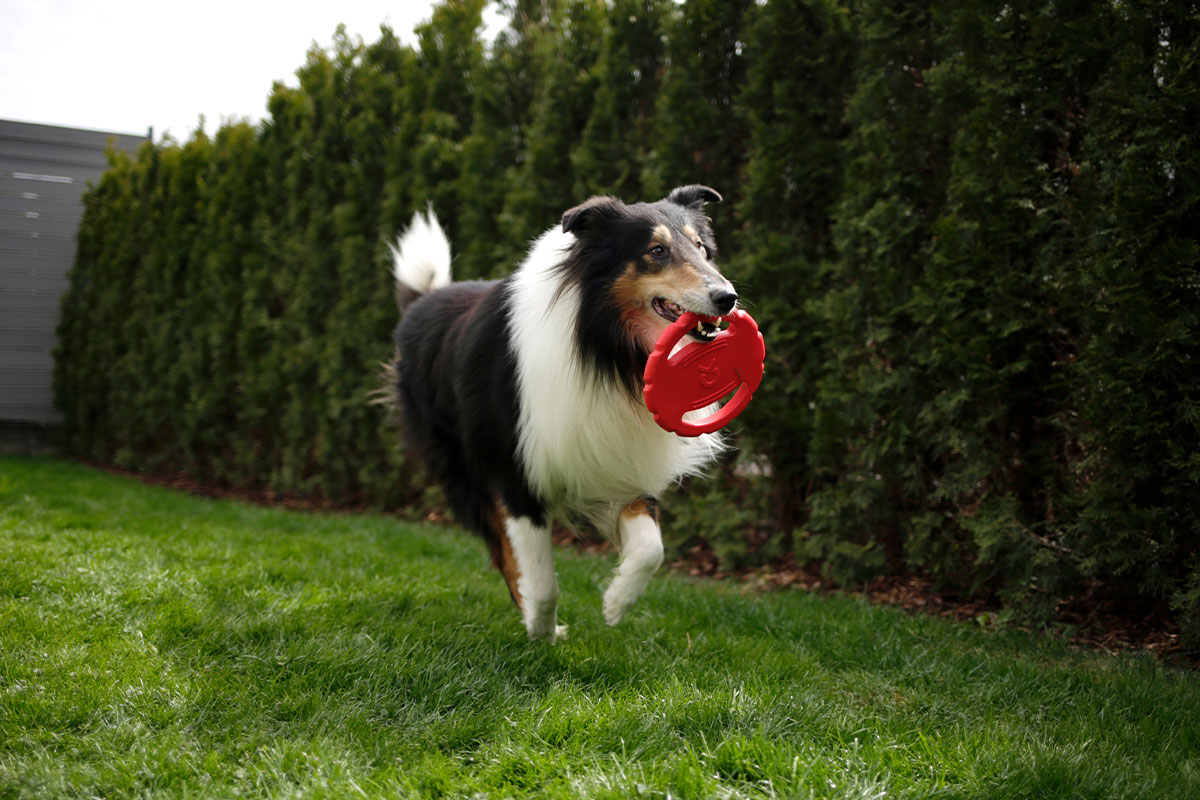 Ratgeber: Hund mit Scheibe