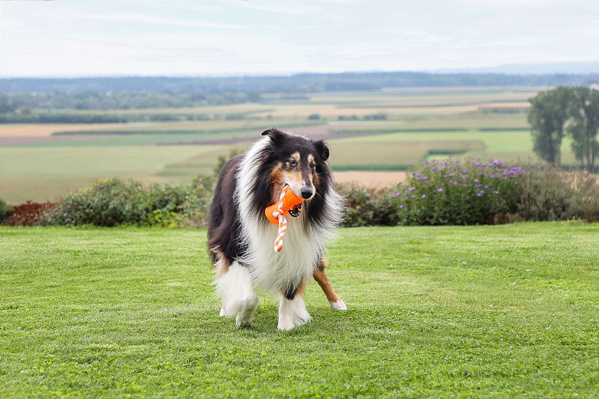 Ratgeber: Hund mit Spielzeug