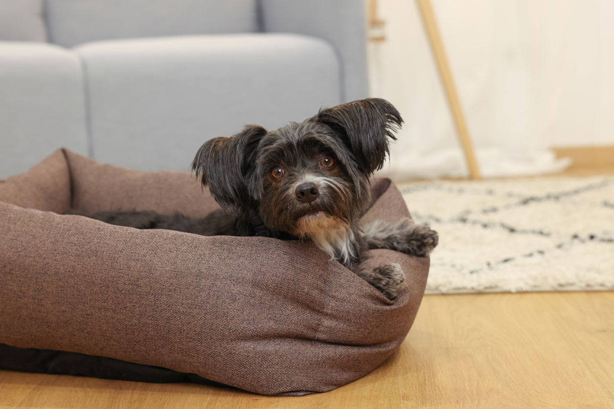 Ratgeber Hund - gemütliches Bett