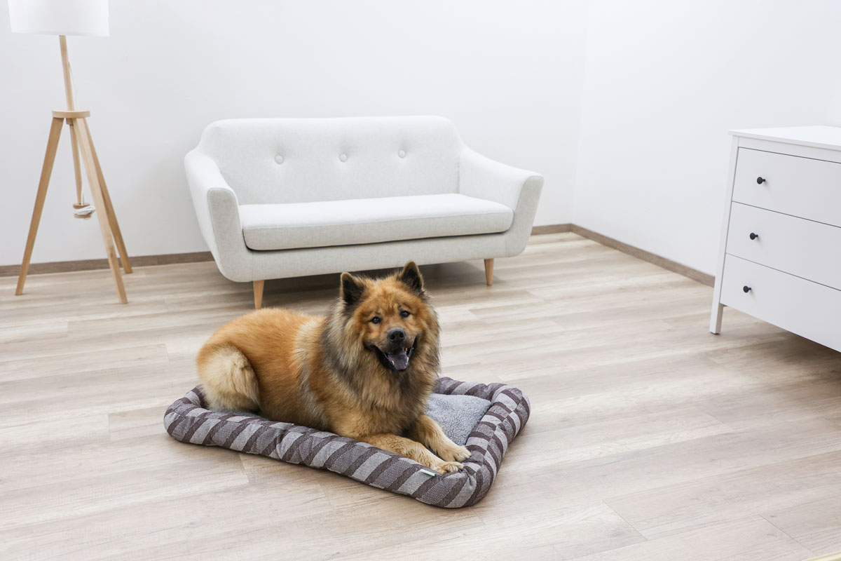 Ratgeber Hund - Lieblingsdecke ein Ruheplatz