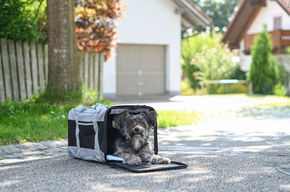 Transporttasche mit Hund