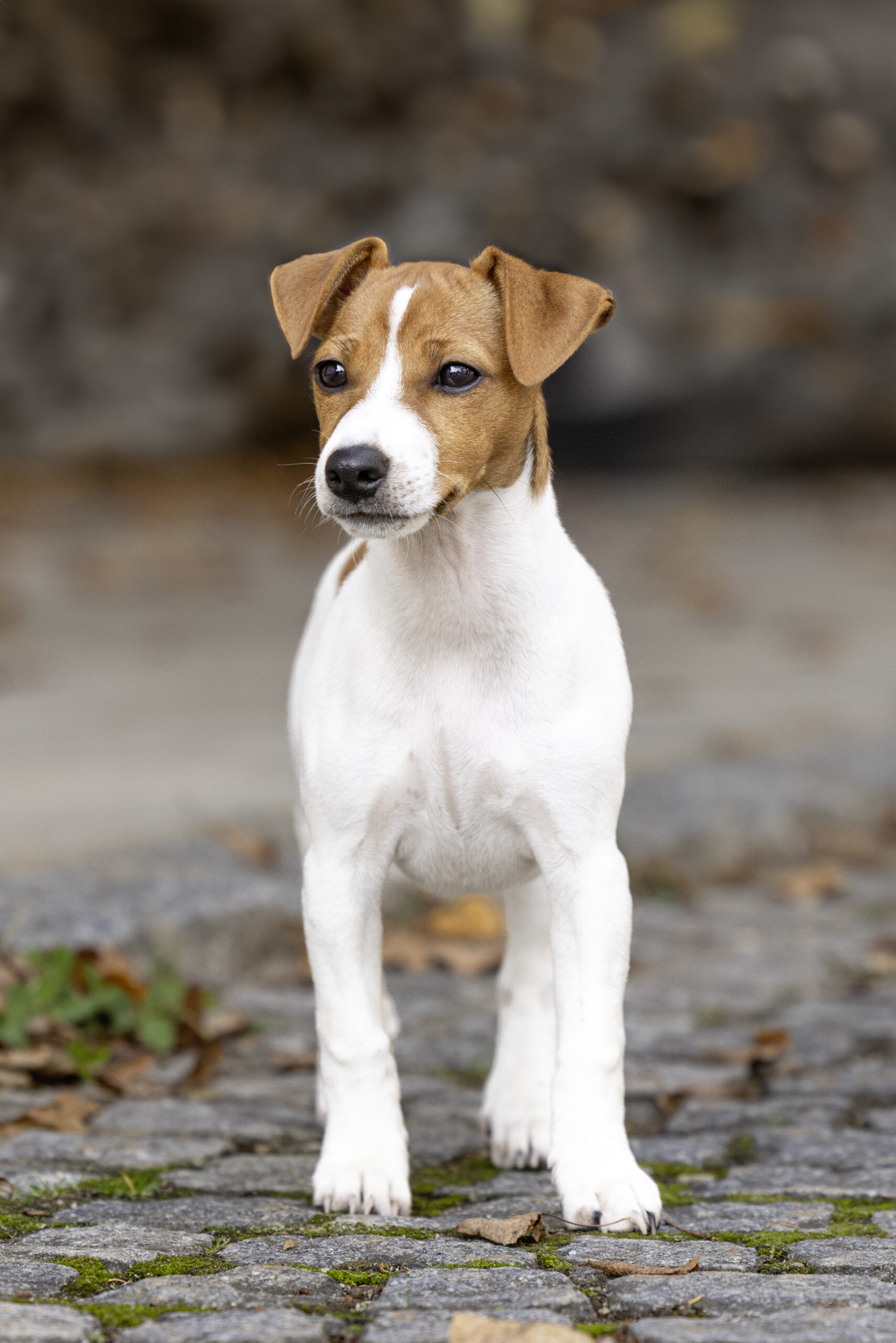 Jack Russel Welpe