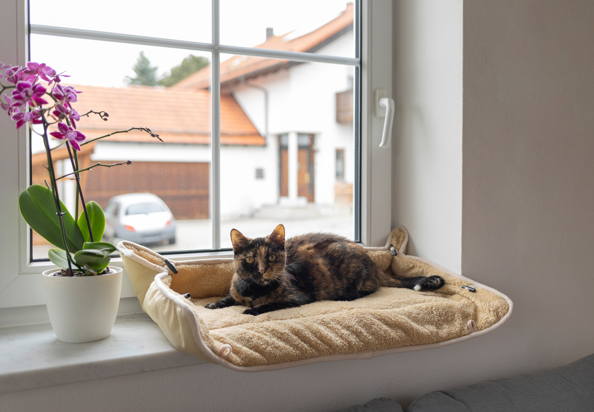 Katze liegt auf einem Fensterkissen