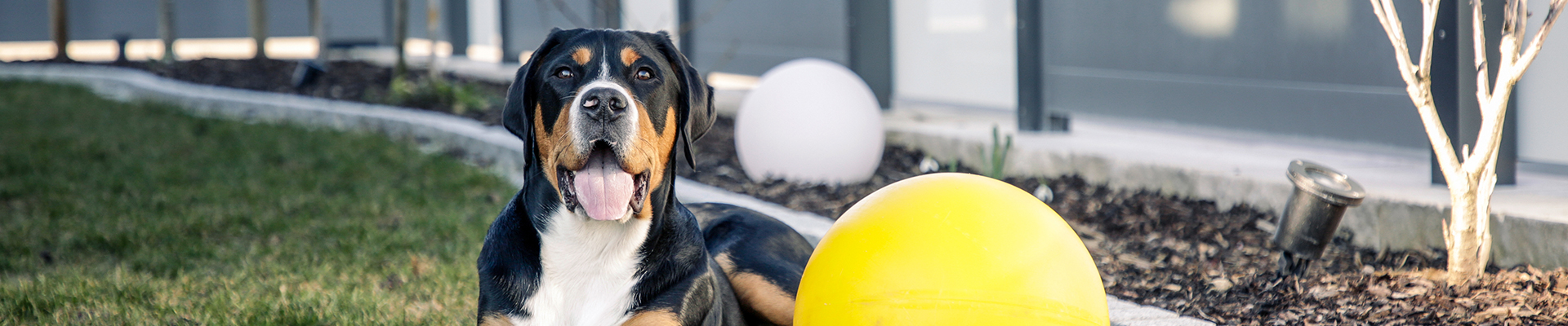 Kerbl Pet - Hundebedarf - Wurfspielzeuge