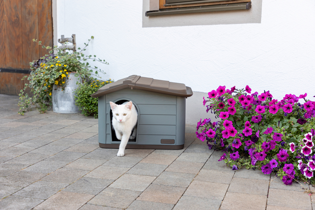 Weiße Katze kommt aus dem Katzenhaus