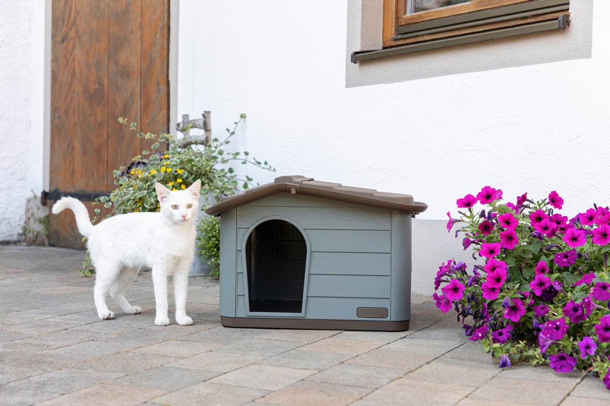 Weiße Katze vor dem Katzenhaus