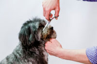 Aesculap Grooming-Schere