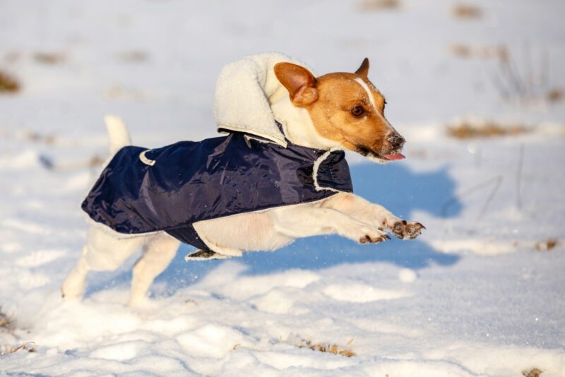 Hundemantel Teddy