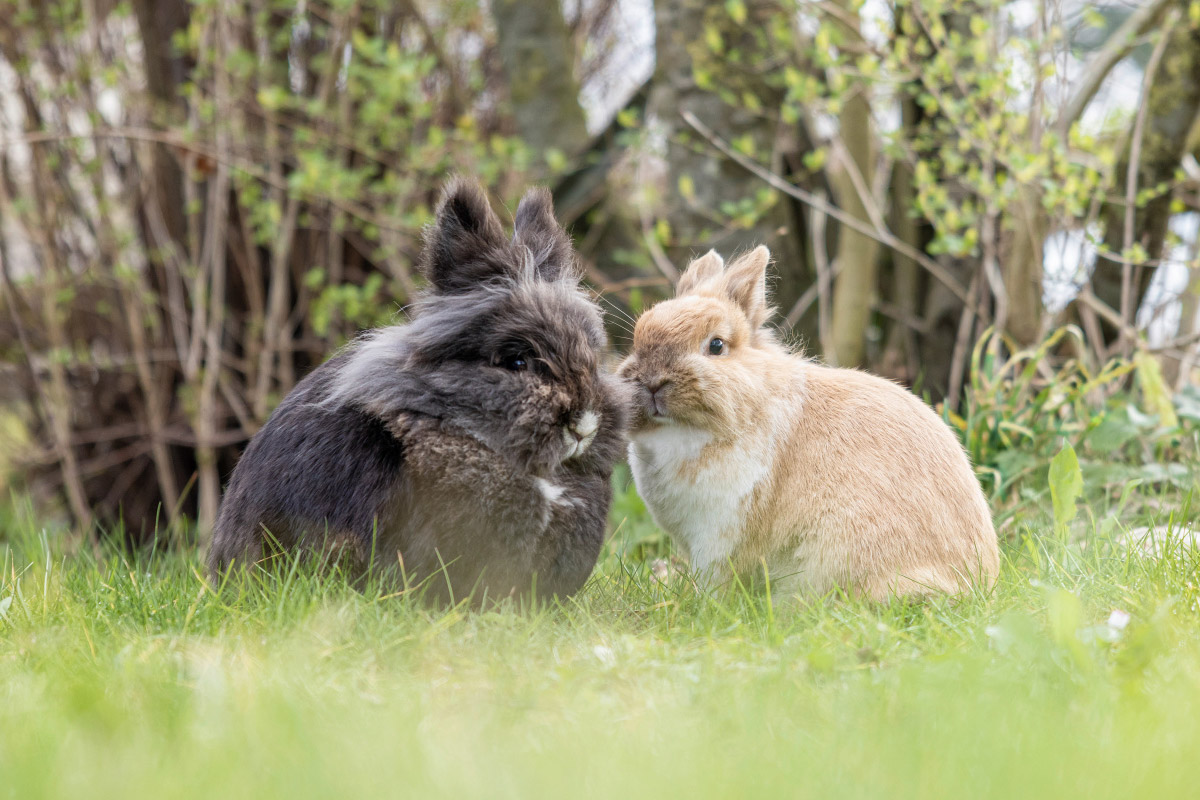 Zwei Kaninchen gesellig auf der Wiese