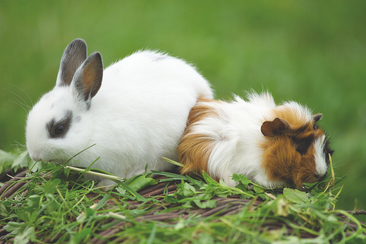 Kaninchen mit Meerschweinchen