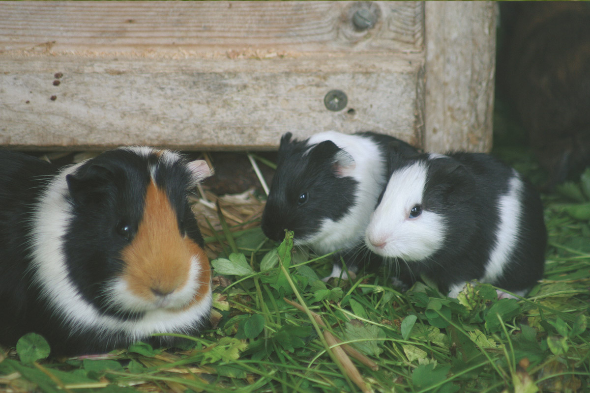 Meerschweinchen gesellig