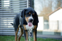 Wasserspringbrunnen Bubble