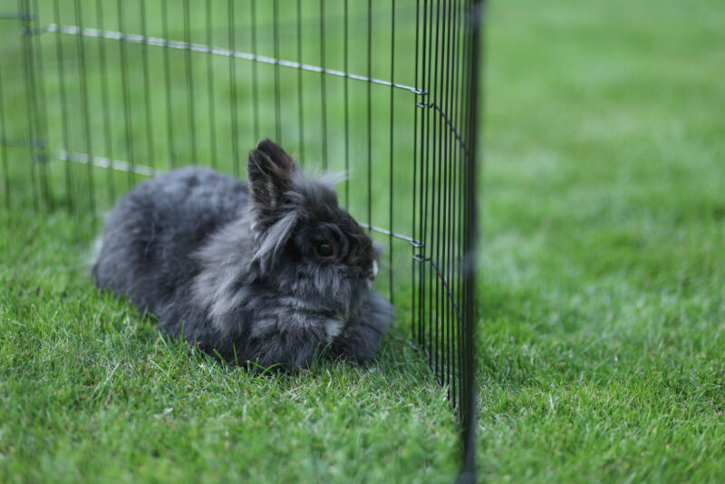 Welpen- und Kleintiergehege