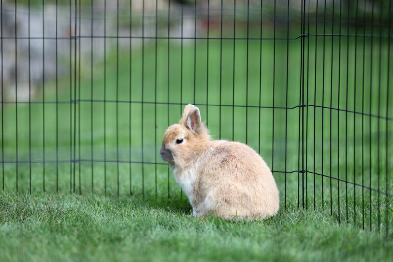 Welpen- und Kleintiergehege