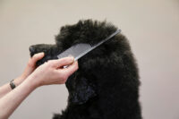 Aesculap Fur Brush with Stainless Steel Handle