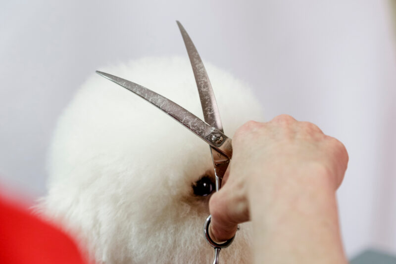 Aesculap Grooming Scissors