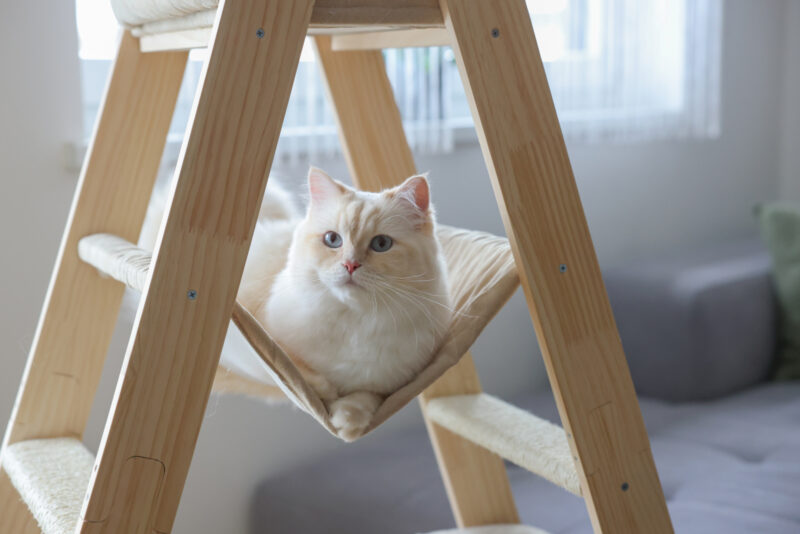 Arbre à chat Ladder