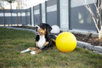 Balle de jeu pour chiens