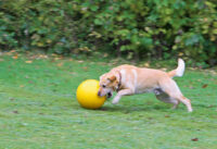 Balle de jeu pour chiens