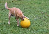 Balle de jeu pour chiens