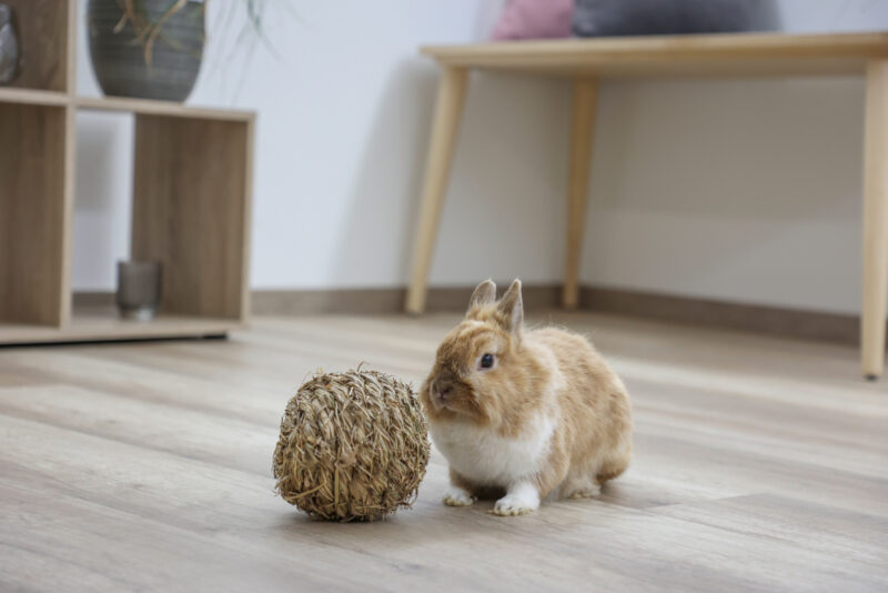 Balle en herbe pour rongeur