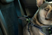 Car Safety Harness