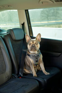 Car Safety Harness