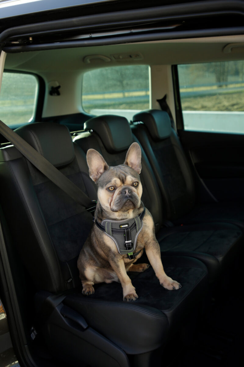 Car Safety Harness