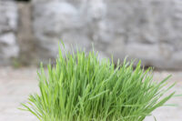 Cat Grass