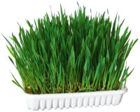 Cat Grass