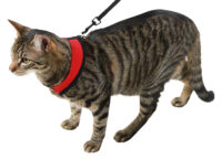 Cat Harness Active