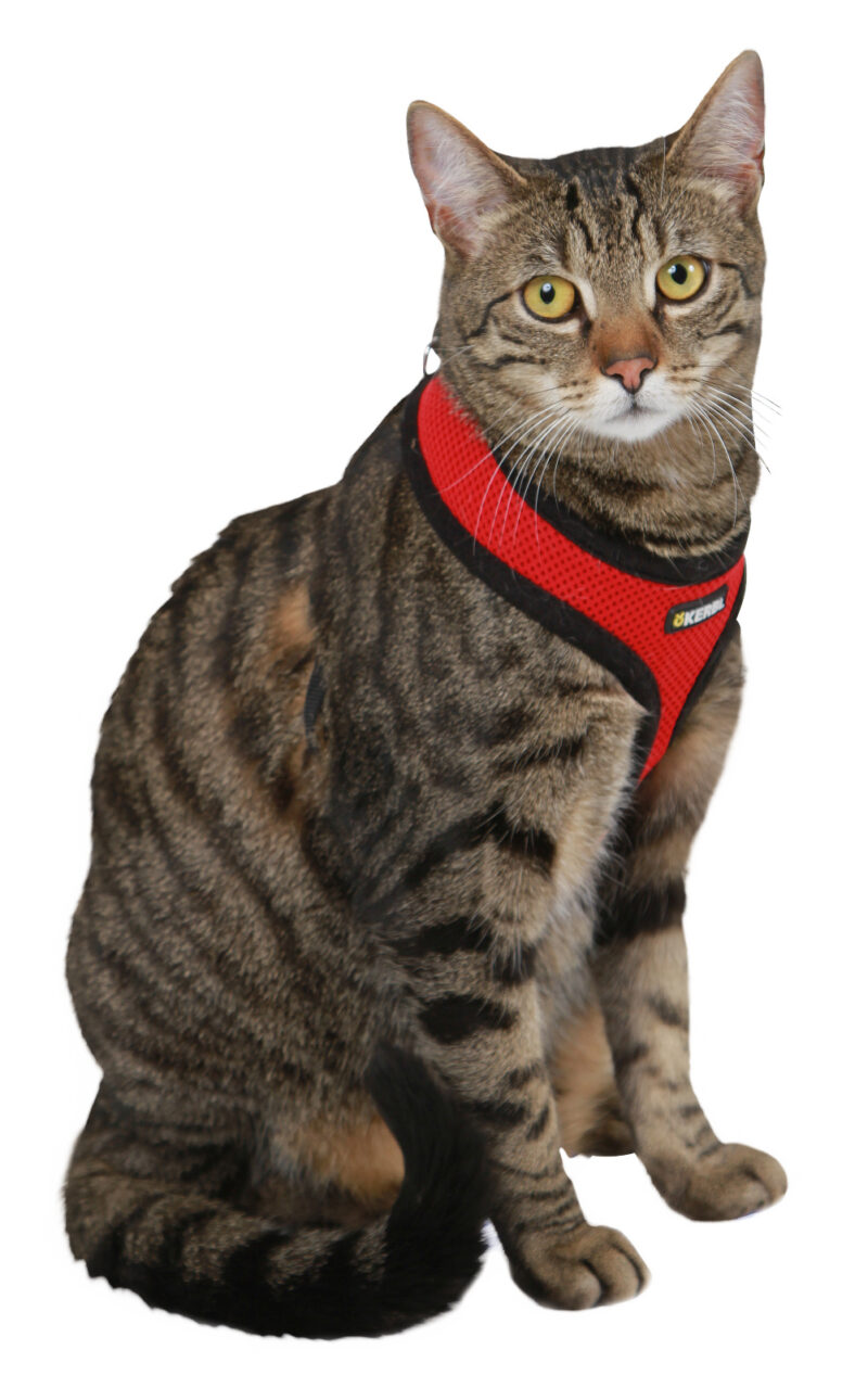 Cat Harness Active