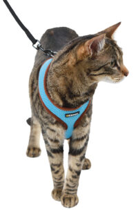 Cat Harness Active