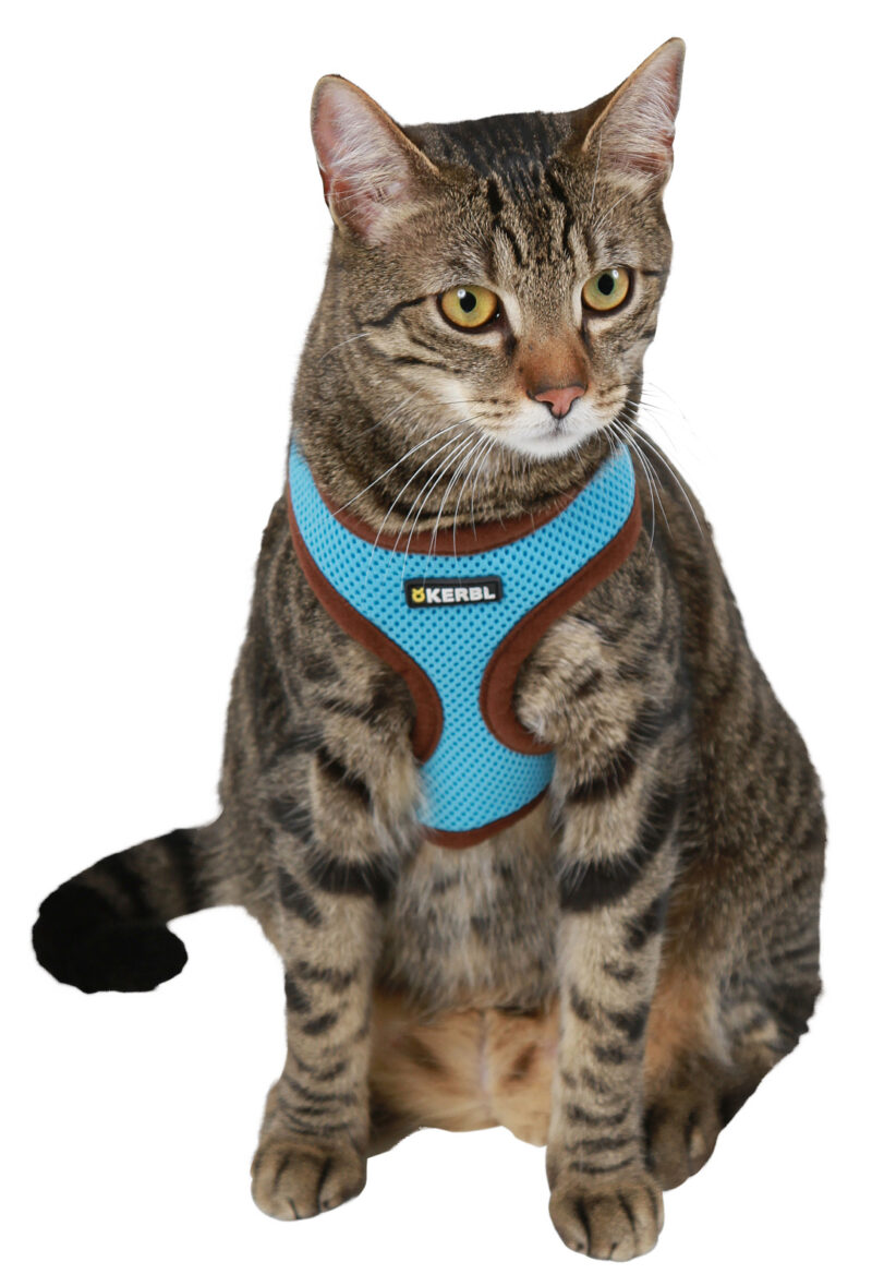 Cat Harness Active