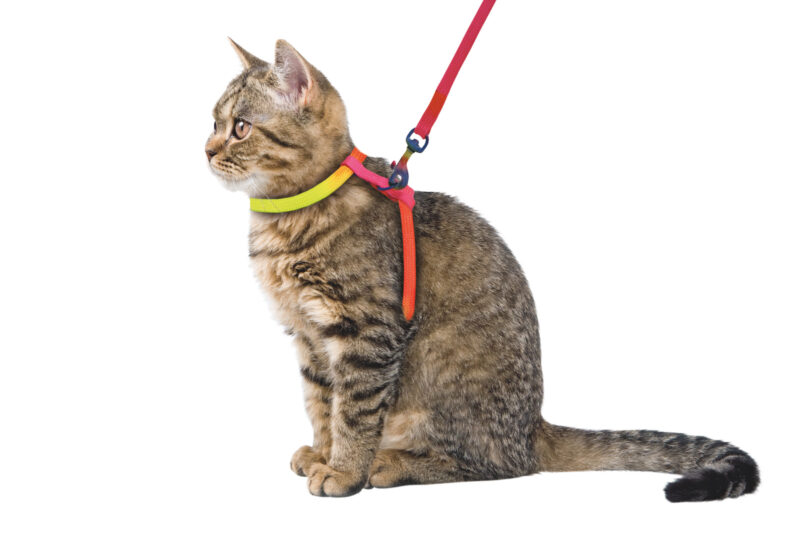 Cat Harness Rainbow